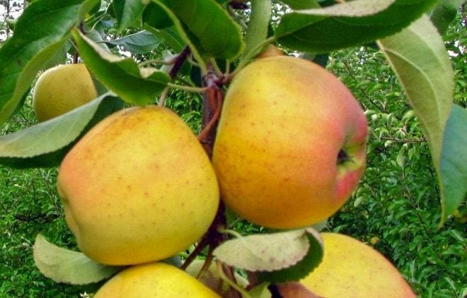 Яблоня Алые Паруса Описание Сорта Фото Отзывы Яблоня Алые Паруса Описание Сорта Фото Отзывы